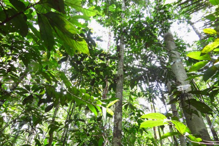 Amazone woud