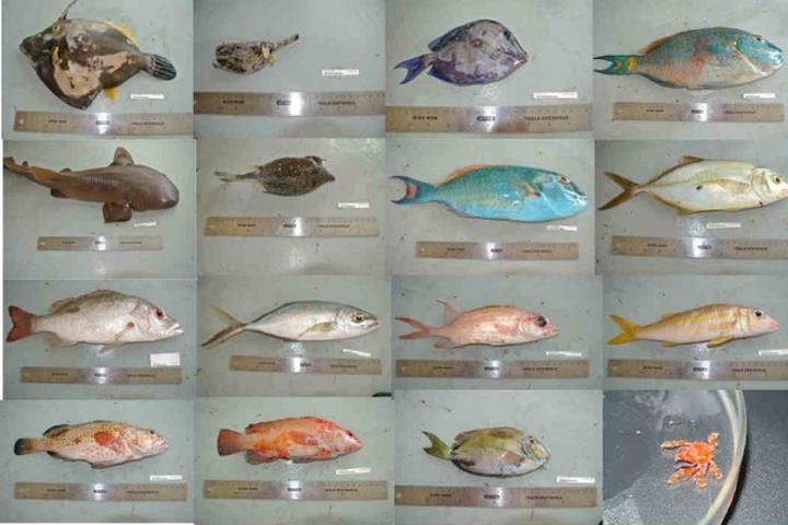 Different fish species
