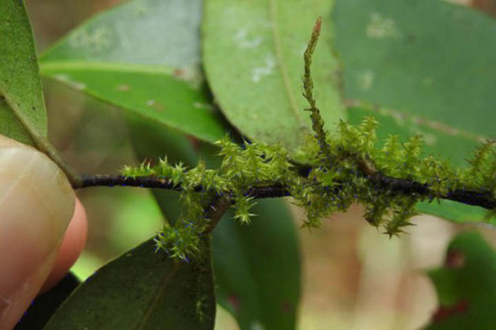 Amazonian bryophytes