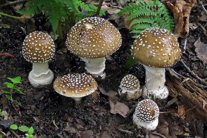 Dutch mushrooms