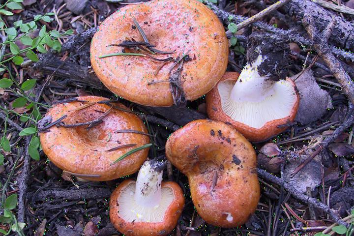 Milkcap mushrooms
