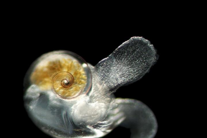 Planktonic gastropods