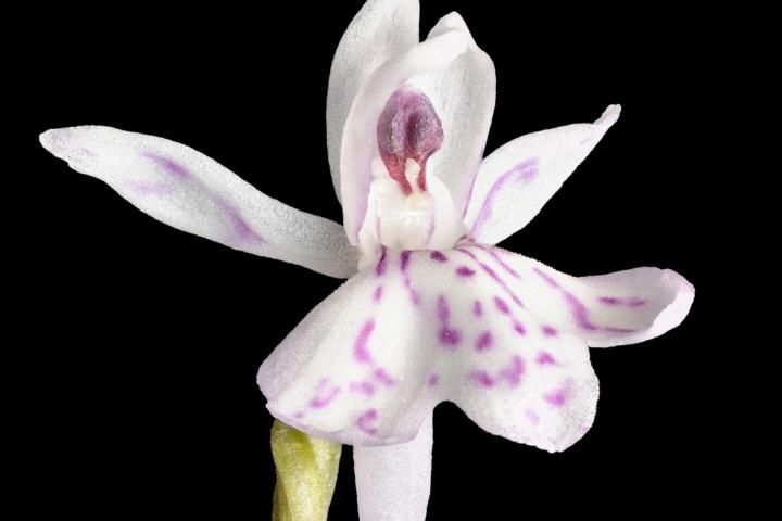 Eetbare orchidee