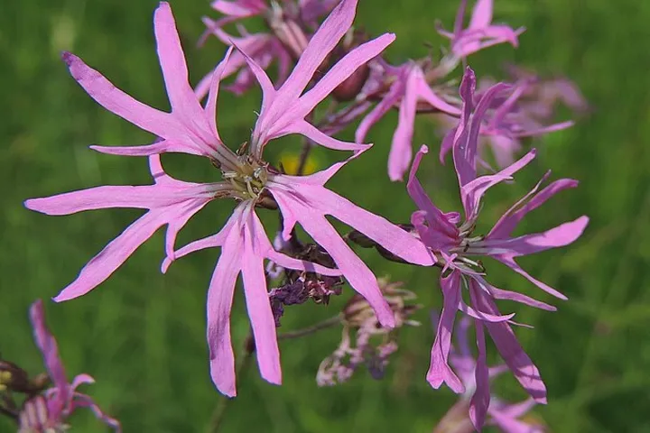 een koekoeksbloem