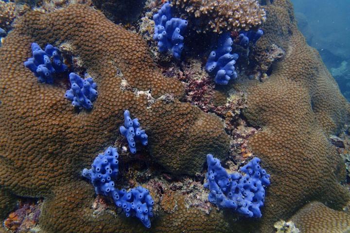 Een koraalkolonie met blauwe sponzen