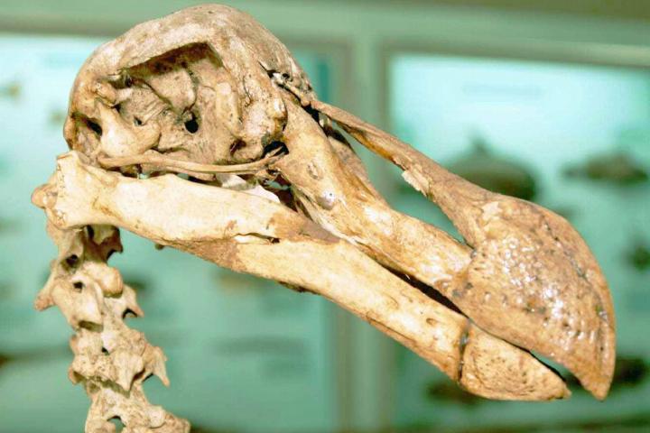 Dodoskelet, natuurhistorisch museum Mauritius