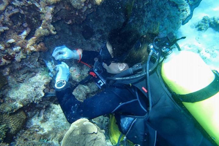 Nicole de Voogd doet onderzoek onder water