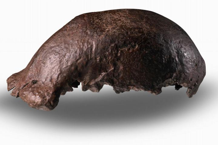 Schedelkapje Homo erectus