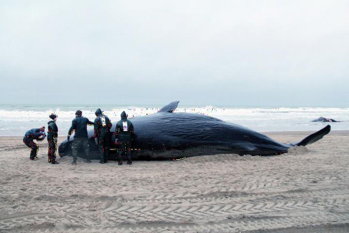 Gestrande walvis