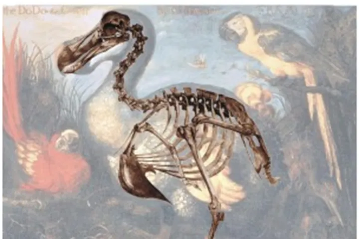 Dodo