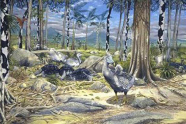 Reconstructie leefomgeving van dodo's