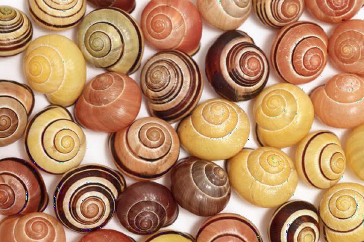 Cepaea nemoralis in different shapes and colours