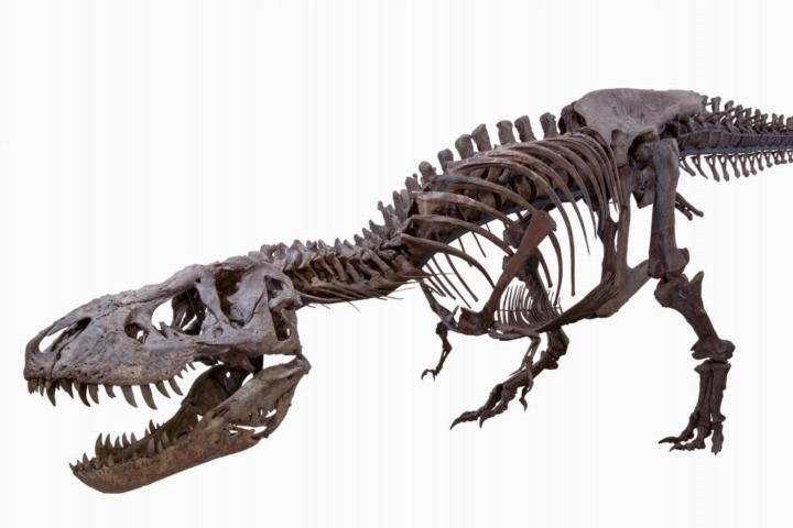 T. rex Trix van Naturalis