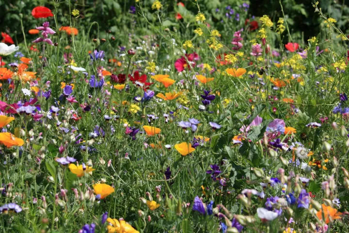 Veld met bloemen