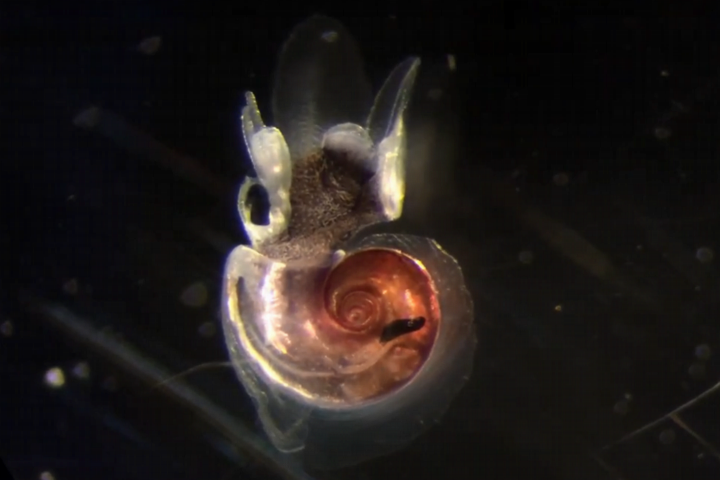 Atlanta vanderspoeli sea snail