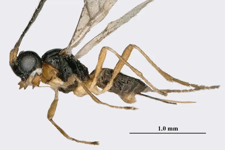 Baliem Valley New Guinea. Getty Images