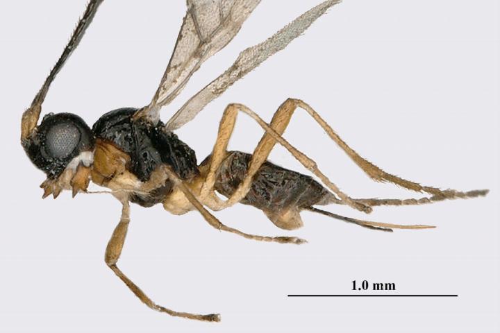 Het nieuwe sluipwespensoort Aphaereta vondelparkensis. Beeld Kees van Achterberg (Naturalis, Leiden en Zhejiang University, Hangzhou, China)