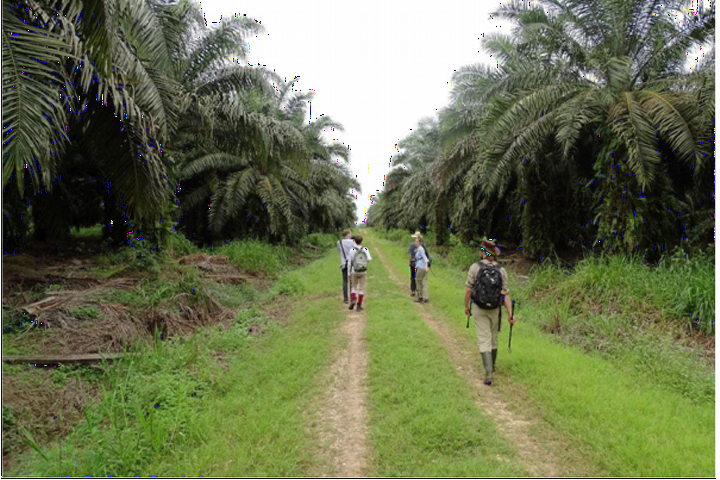 Bezoek aan een van de palmolieplantages. Eindeloze rijen met oliepalmen. Foto: Jordy van der Beek.