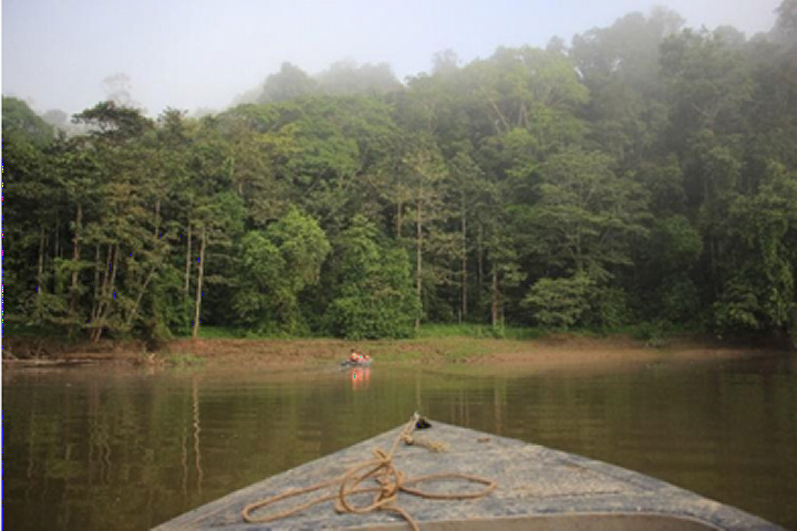 Het ondoordringbare woud vanaf de Kinabatanganrivier (Foto; Pip van Aalst)