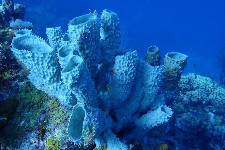 Koraalrif Natuurwijzer