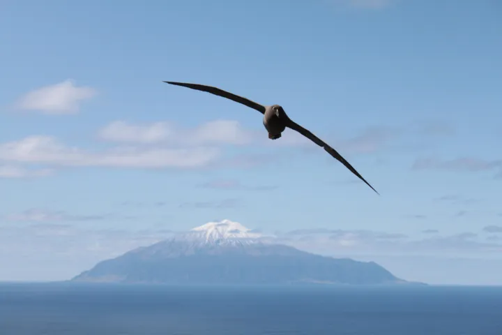Vogel in de lucht