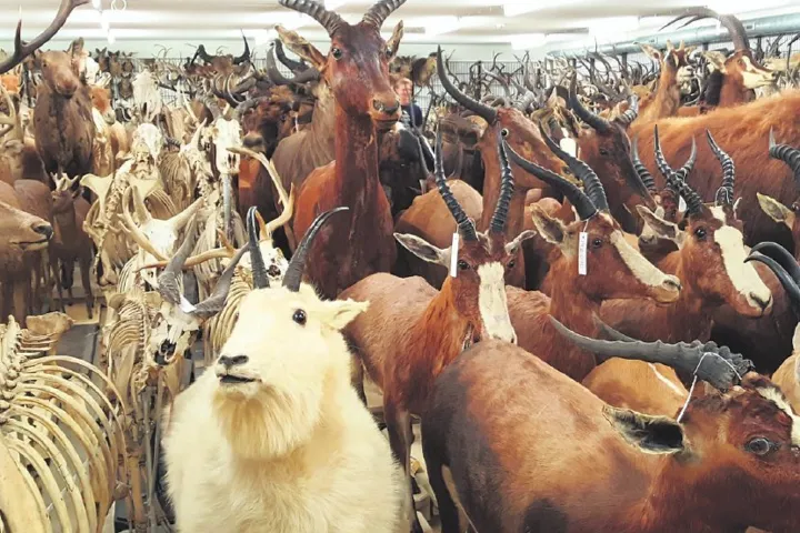 De grote opslag van de collectie zoogdieren heeft wel iets weg van de wachtkamer van de Ark van Noach. Foto: Bureau Voorlichting Naturalis