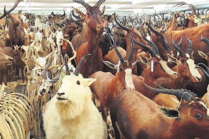De grote opslag van de collectie zoogdieren heeft wel iets weg van de wachtkamer van de Ark van Noach. Foto: Bureau Voorlichting Naturalis