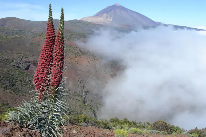 Teide Echium wildprettii