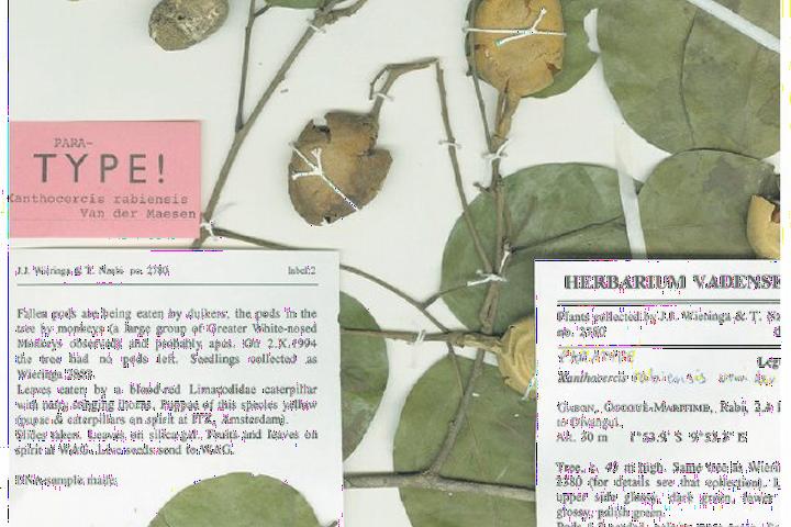 Een herbariumblad van de reusachtige vlinderbloemige boom uit het oerwoud van Gabon, Xanthoceris rabiensis. 
