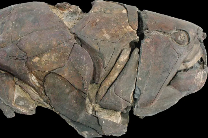 Dunkleosteus