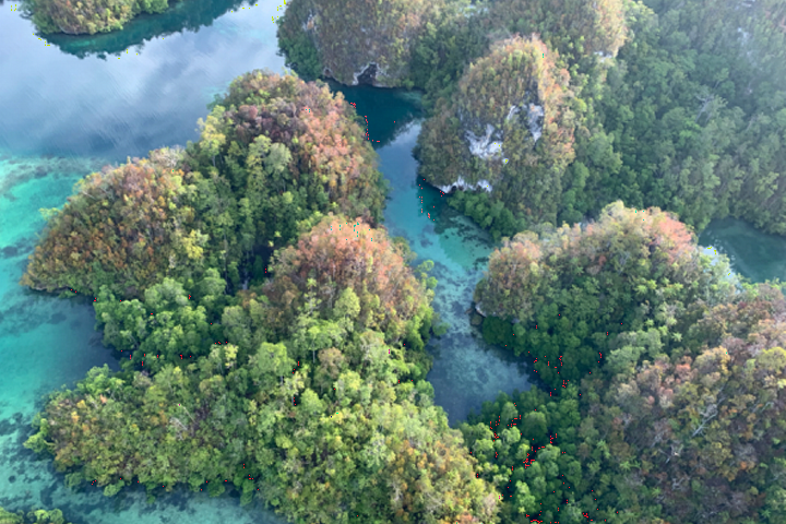 De kalksteenwouden van Nieuw-Guinea. Foto Chralie Heatubun