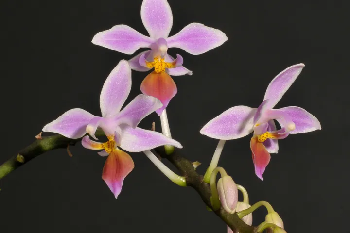 orchidee