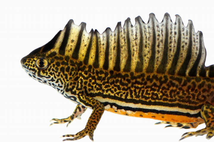 invasive species (amphibians)