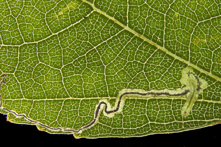 Lead foto Stigmella naturnella bladmijn