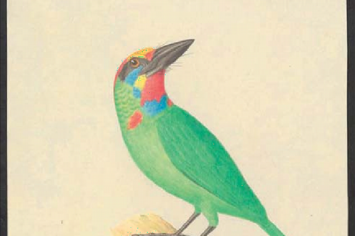 Baardvogel, originele tekening door Pieter van Oort gemaakt in Buitenzorg (huidige Bogor, Java, mei 1827). Archief Natuurkundige Commissie, Naturalis Biodiversity Center.
