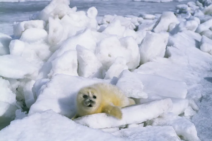Caspian seals get their puppies on sea ice - but that's disappearing.