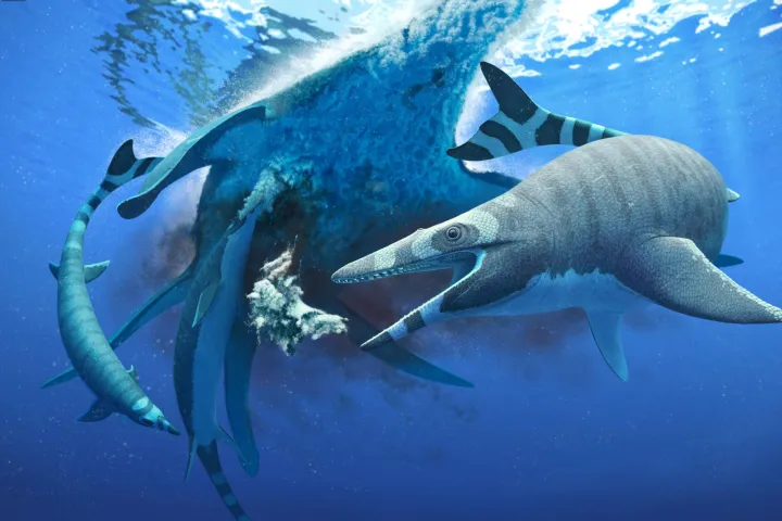Gereconstrueerde foto van Mosasaurus Xenodens calminechari 