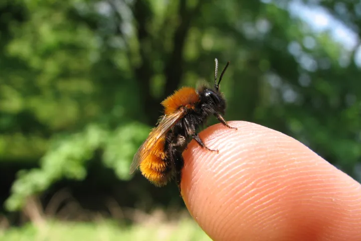 Andrena fulva