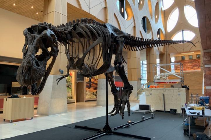 3D print van een Tyrannosaurus rex op ware grootte