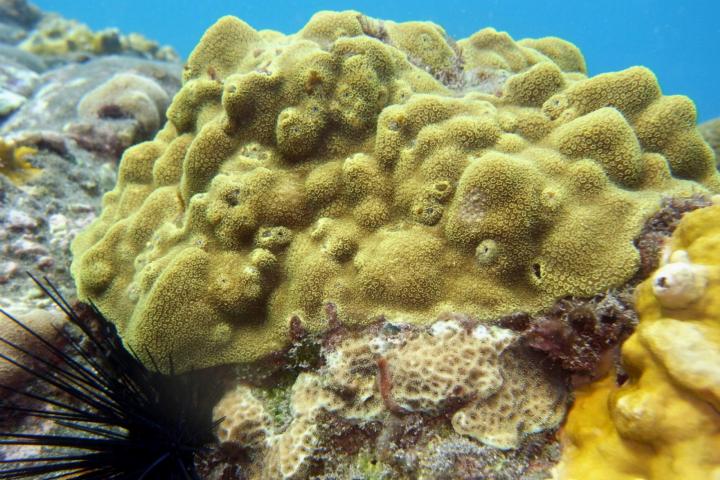 Het veelvoorkomende Caraïbische koraal Porites astreoides is zowel op het kunstmatige als op het natuurlijke rif aangetroffen.