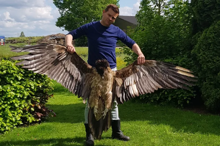 Hans Pohlmann van de Vulture Conservation Foundation met lammergier Angèle
