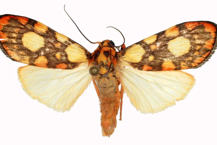 Cyme laeta Looijenga 2021, a newly described species of butterfly