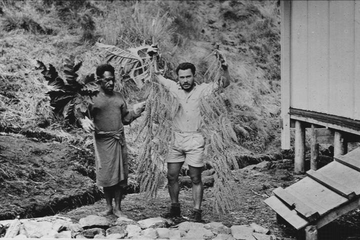 Max van Balgooy during field work in Papua (1965), holding the inflorescence of an unspecified Araliaceae