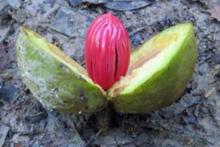 Fruit of a Virola tree