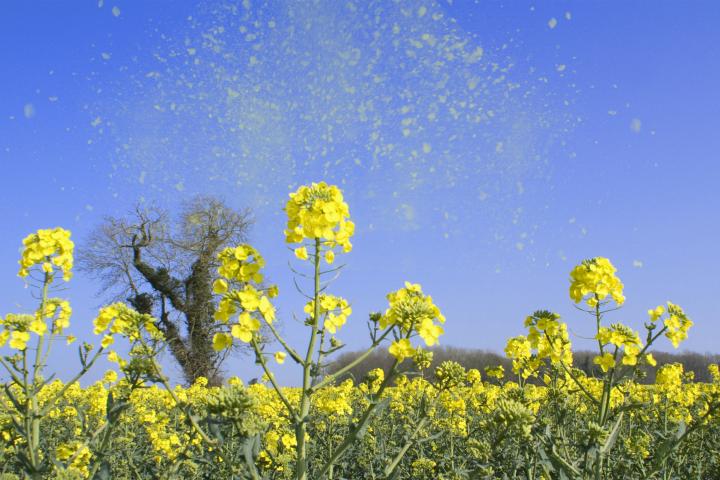 Pollen cause hay fever