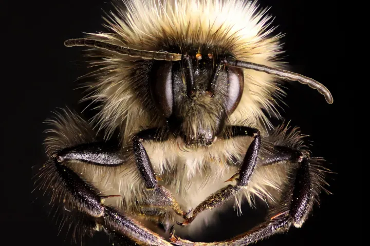 wild-bee