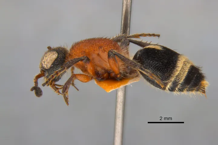 Andreimyrme naturalis, zijaanzicht