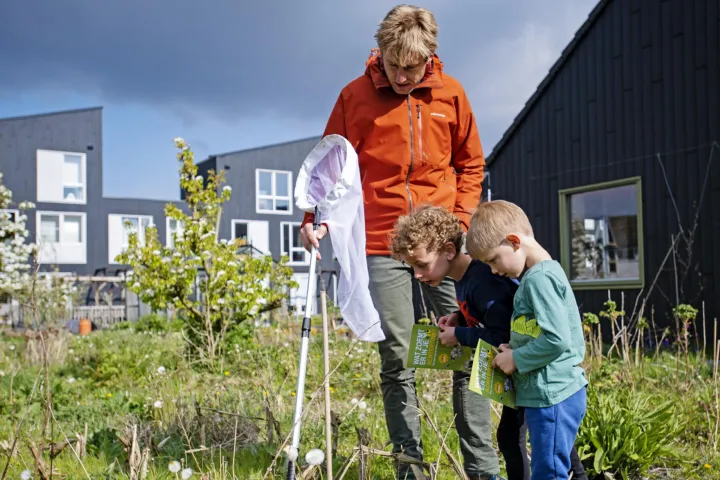 Iedereen kan bijen tellen! De Bijentelling helpt jong en oud om verschillende soorten bijen te onderscheiden. Credit: Naturalis Biodiversity Center.