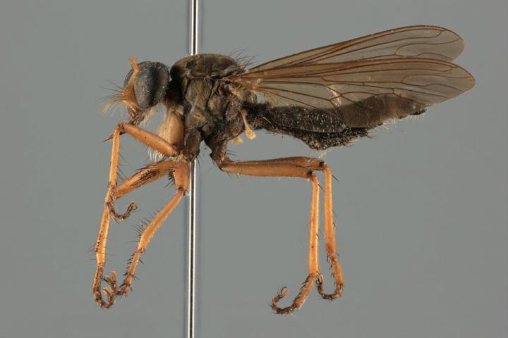 Asilid fly, image has complete depth of field due to stacking photography