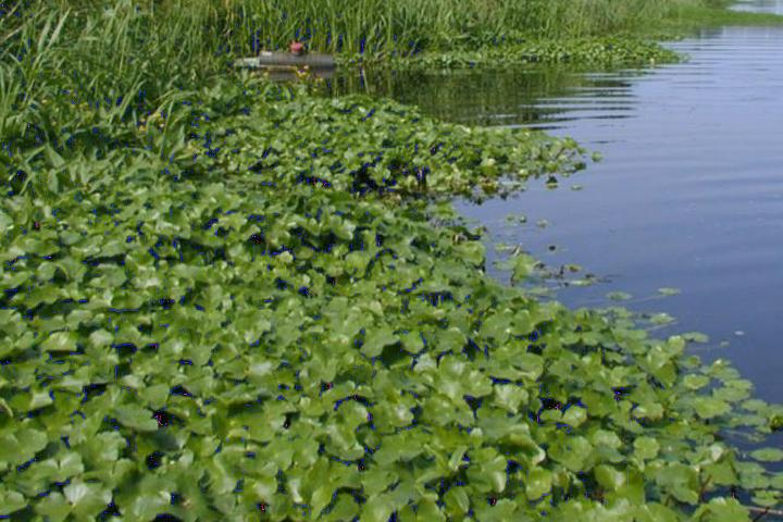 Large water pennywort